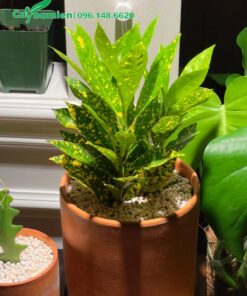 Cô Tòng trồng trong chậu cảnh mini