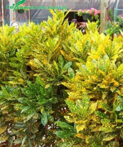 Cây Cô Tòng Lá Đốm lâu năm, chiều cao gần 1m