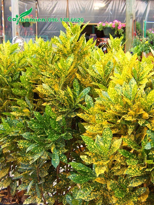 Cây Cô Tòng Lá Đốm lâu năm, chiều cao gần 1m