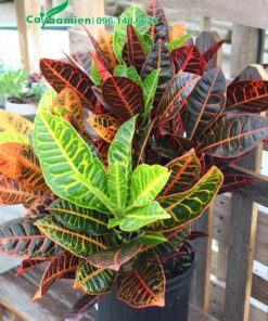 Chậu cây cô tòng lá mít cảnh đẹp, trang trí trước nhà biệt thự