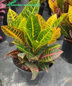 Cây cao khoảng 35cm, tán đều, lá bóng đẹp