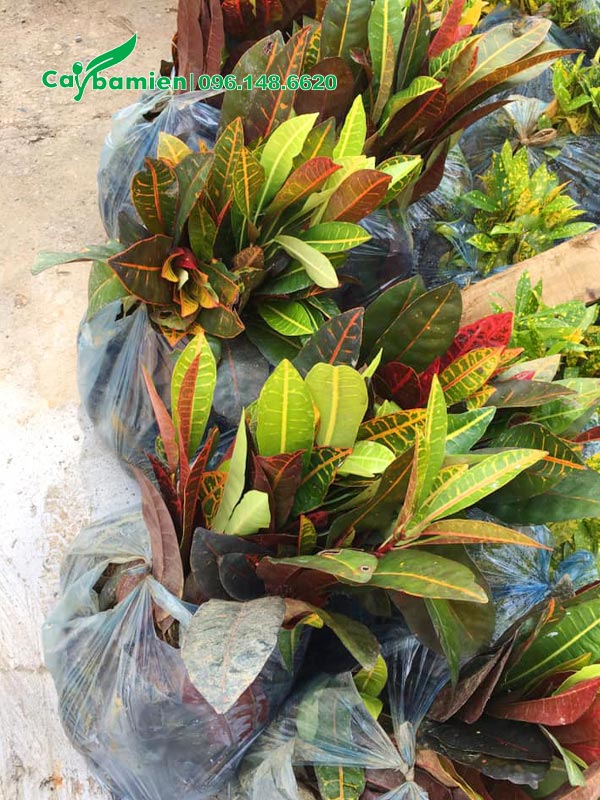 Đóng gói cứ 10 cây cô tòng lá mít 1 bịch