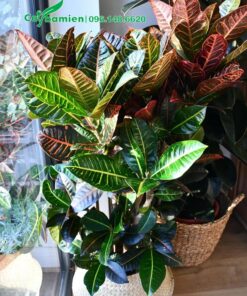 Chậu Cô Tòng lá mít cảnh trồng trong phòng cách cạnh ban công