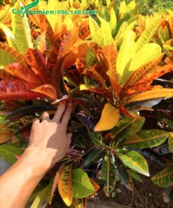 Cây Cô Tòng Lát Mít nuôi dưỡng lâu năm, tán đều, màu lá đẹp