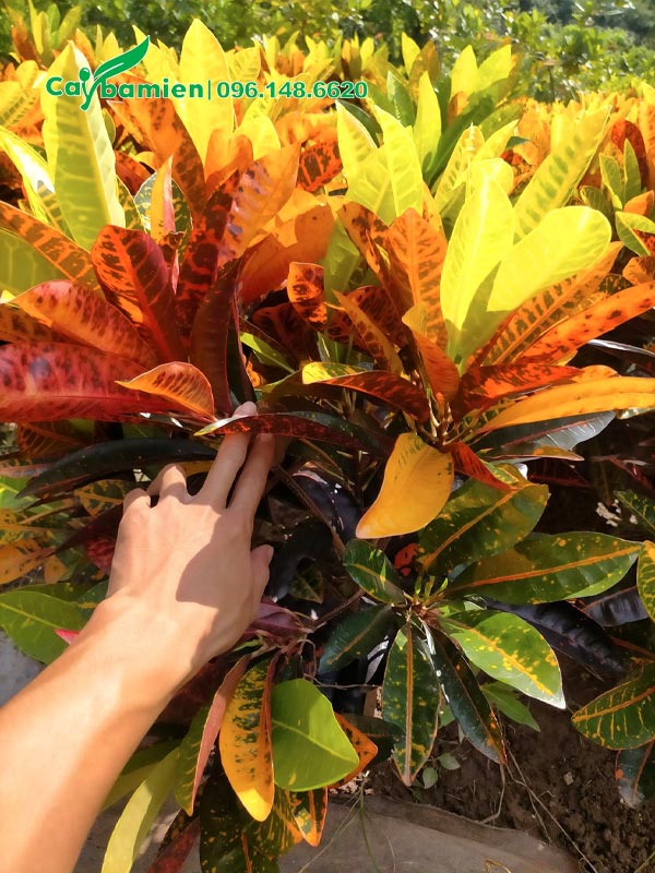 Cây Cô Tòng Lát Mít nuôi dưỡng lâu năm, tán đều, màu lá đẹp