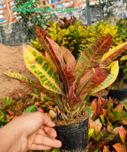 Vườn cây cô tòng lá mít giống chiều cao khoảng 20cm - 25cm