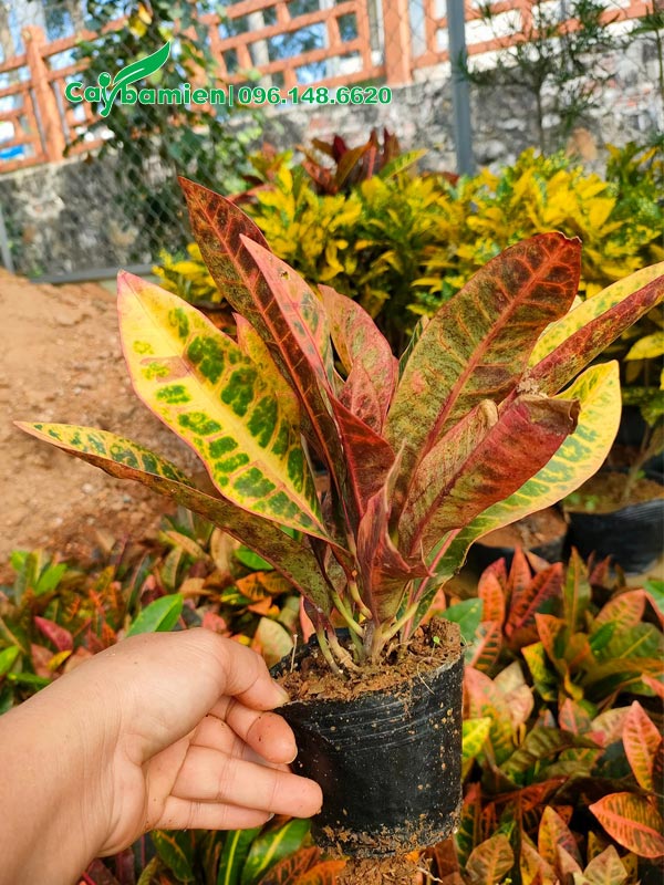 Vườn cây cô tòng lá mít giống chiều cao khoảng 20cm - 25cm