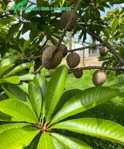 Cây Hồng Xiêm Ruột Đỏ đang giai đoạn quả non, quả trai trĩu cành