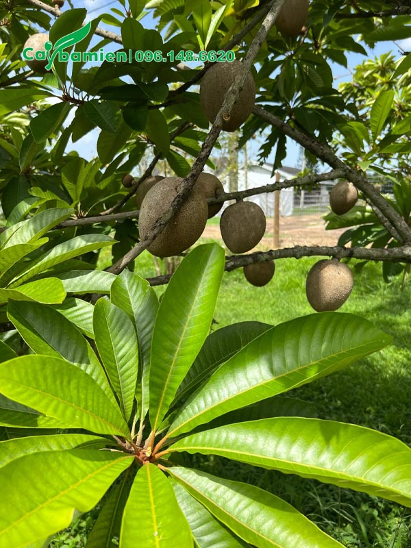 Cây Hồng Xiêm Ruột Đỏ đang giai đoạn quả non, quả trai trĩu cành