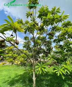 Cây Hồng Xiêm quả ruột đỏ lâu năm cao hơn 3m