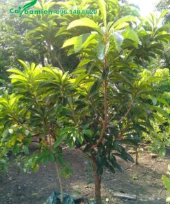 Cây đẹp cao khoảng 2m, đã phân cành nhánh ổn định