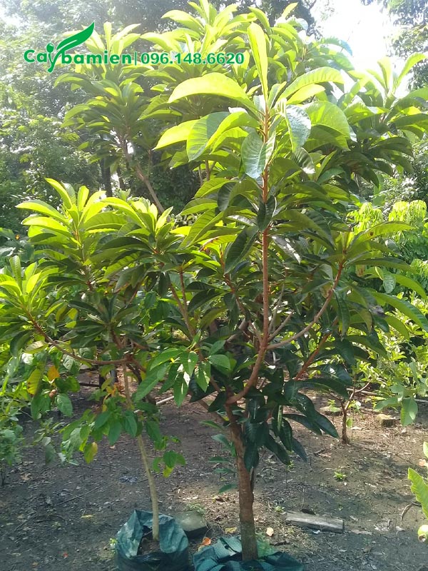 Cây đẹp cao khoảng 2m, đã phân cành nhánh ổn định