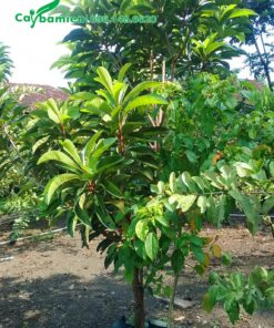 Đường kính gốc khoảng 5cm, cây hồng xiêm ruột đỏ đang phân cành nhánh cơ bản