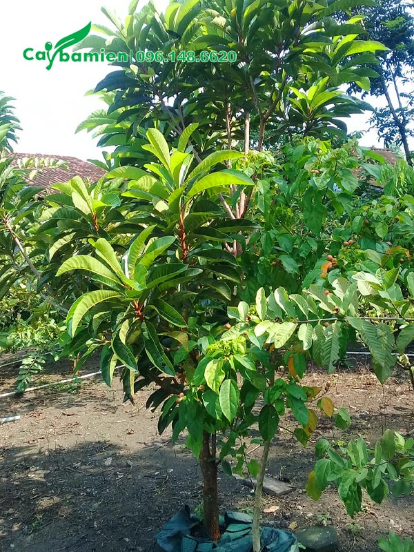 Đường kính gốc khoảng 5cm, cây hồng xiêm ruột đỏ đang phân cành nhánh cơ bản