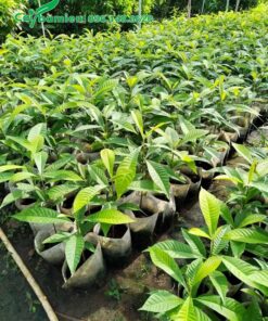 Cây giống cao khoảng 30 - 40cm