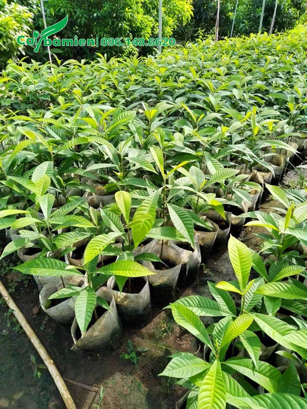 Cây giống cao khoảng 30 - 40cm