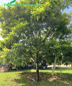 Cây trồng lâu năm, đường kính gốc 15cm, chiều cao khoảng 5m