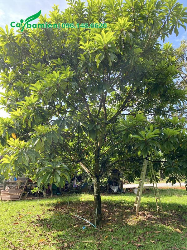 Cây trồng lâu năm, đường kính gốc 15cm, chiều cao khoảng 5m