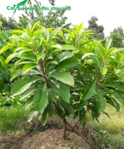 Cây mới trồng, chiều cao khoảng 1 - 1,2m đang phân cành nhánh cấp 1