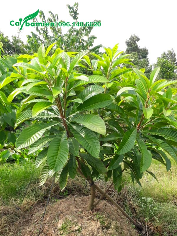 Cây mới trồng, chiều cao khoảng 1 - 1,2m đang phân cành nhánh cấp 1