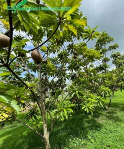 Chăm sóc vườn Hồng Xiêm Ruột Đỏ giai đoạn kinh doanh