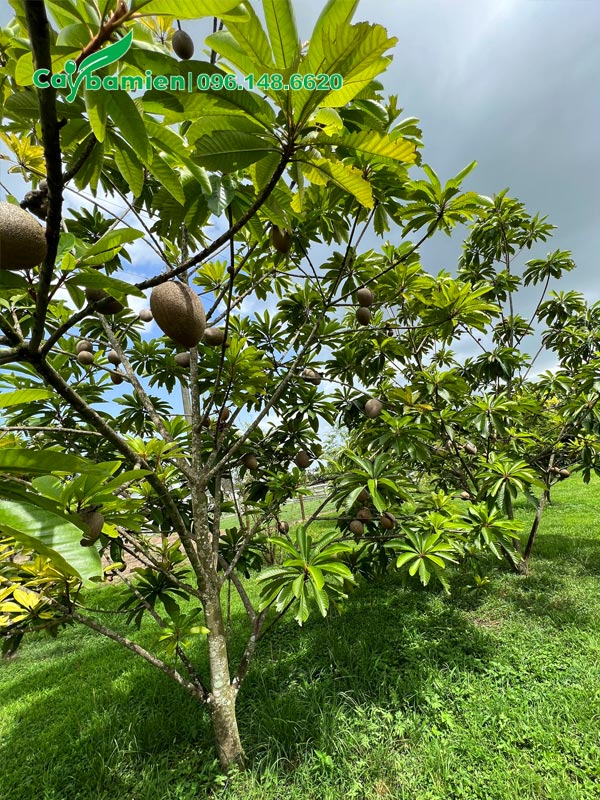 Chăm sóc vườn Hồng Xiêm Ruột Đỏ giai đoạn kinh doanh