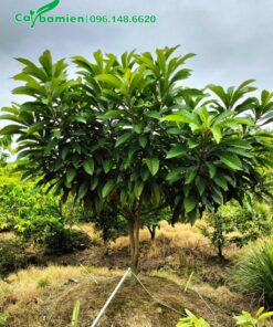 Cây cao khoảng 1,5m đang phân nhánh um tùm