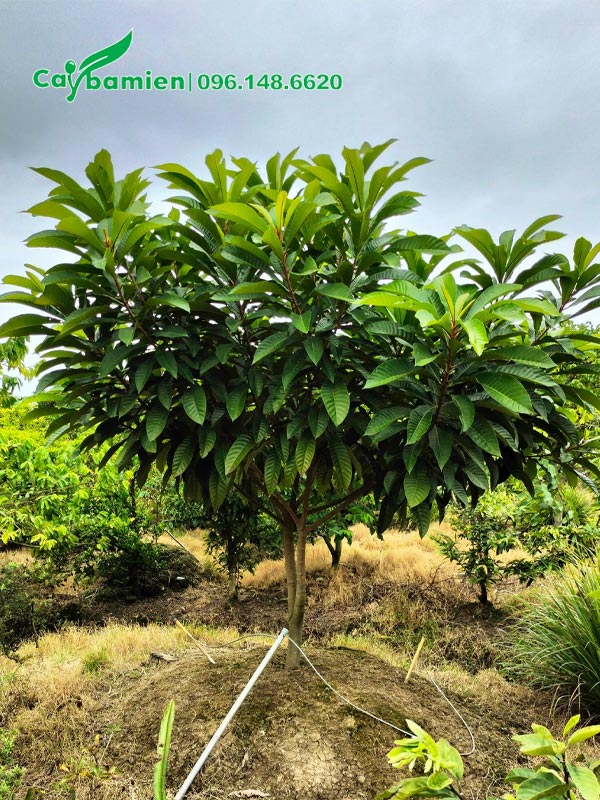 Cây cao khoảng 1,5m đang phân nhánh um tùm