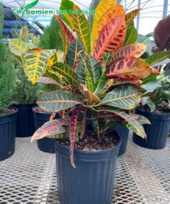 Hình ảnh chậu cây Vàng Anh Lá Mít đẹp, chiều cao khoảng 50cm tính cả chậu