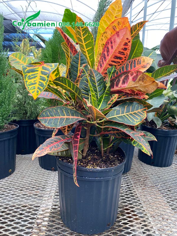 Hình ảnh chậu cây Vàng Anh Lá Mít đẹp, chiều cao khoảng 50cm tính cả chậu