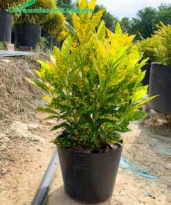 Cây Vàng Anh Lá Đốm trưởng thành, chiều cao khoảng 50cm