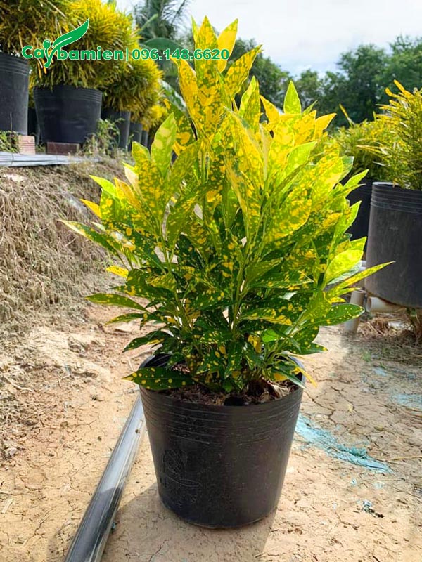 Cây Vàng Anh Lá Đốm trưởng thành, chiều cao khoảng 50cm