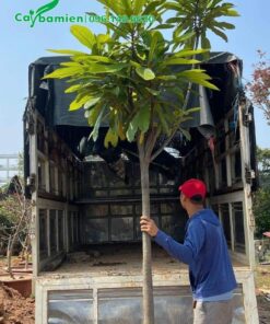 Chuyển cây Hồng Xiêm Thái Lan đường kính gốc 8cm lên xe tải