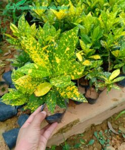 Cây giống Cô Tòng Lá đốm đẹp