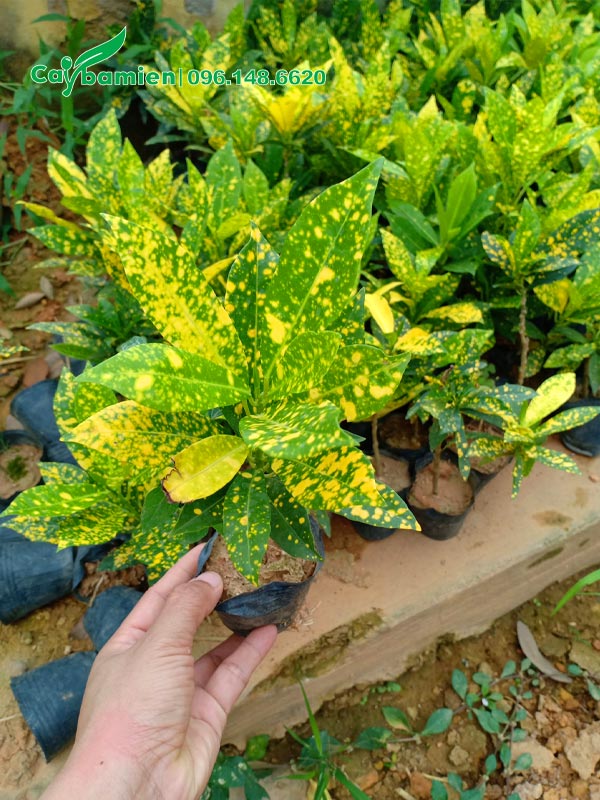 Cây giống Cô Tòng Lá đốm đẹp