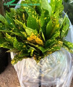 Vàng Anh Lá Đốm giống đóng gói trong túi nilon