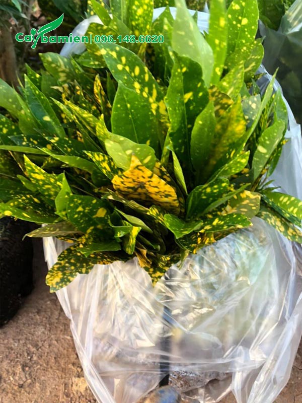 Vàng Anh Lá Đốm giống đóng gói trong túi nilon