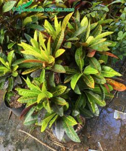 Cô Tòng Lá Mít trồng trong sân vườn chiều cao khoảng 70 - 80cm