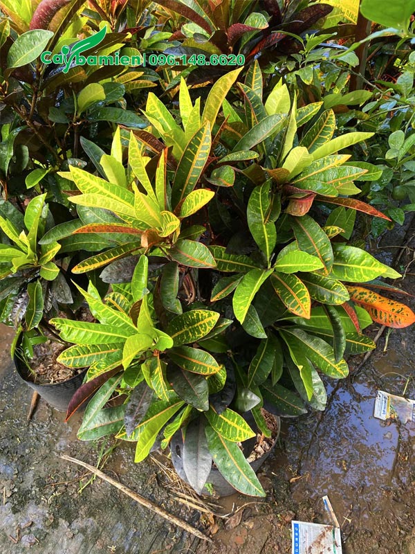 Cô Tòng Lá Mít trồng trong sân vườn chiều cao khoảng 70 - 80cm