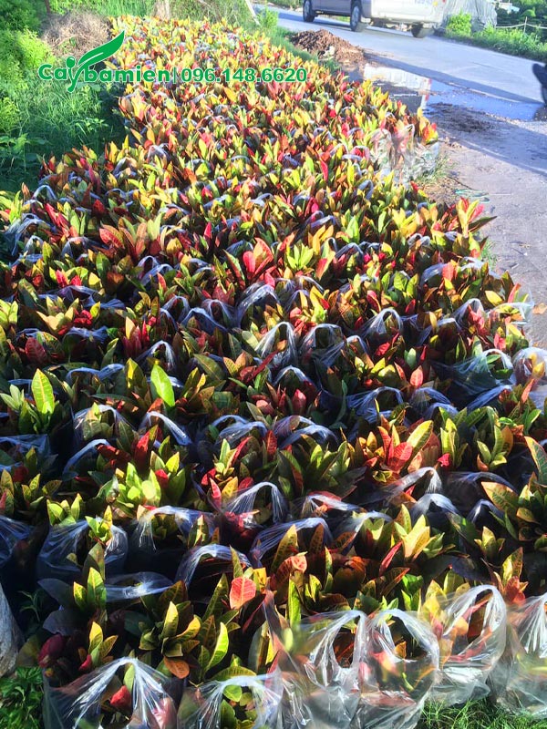 Hơn 100 bịch cây cô tóng lá mít được đóng gói cẩn thận