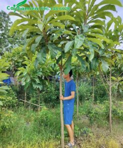 Hồng Xiêm Ruột Đỏ có thân thẳng đẹp, đường kính khoảng 5cm đo cách gốc 1m