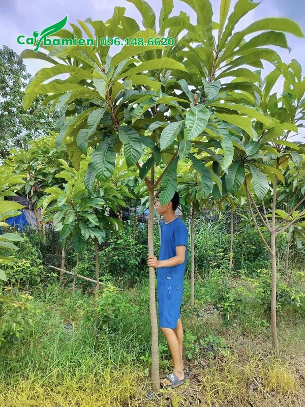 Hồng Xiêm Ruột Đỏ có thân thẳng đẹp, đường kính khoảng 5cm đo cách gốc 1m