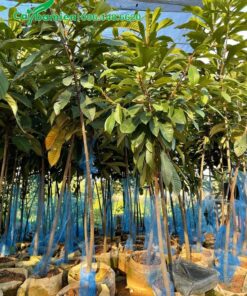 Hồng Xiêm Ruột Đỏ giống đường kính gốc 2cm