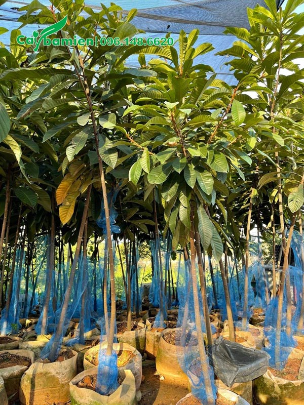 Hồng Xiêm Ruột Đỏ giống đường kính gốc 2cm