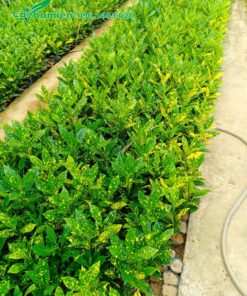 Những bầu cây Cô Tòng Lá Đốm xếp thành từng luống dài