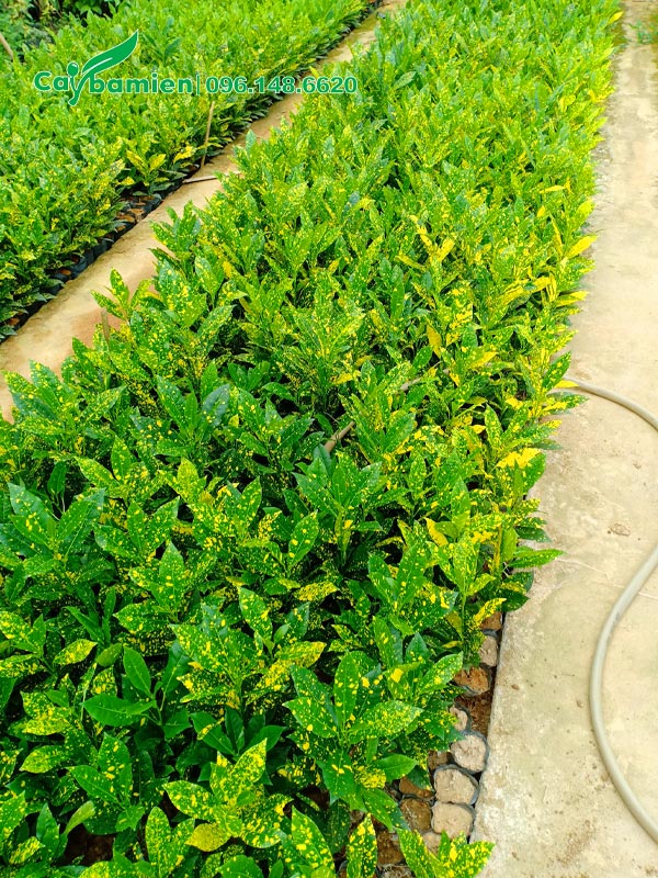 Những bầu cây Cô Tòng Lá Đốm xếp thành từng luống dài