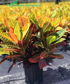 Chậu cây cảnh vàng anh lá mít cao khoảng 35cm