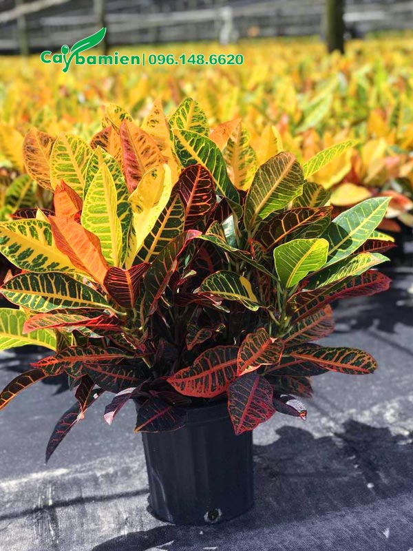 Chậu cây cảnh vàng anh lá mít cao khoảng 35cm