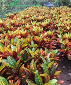 Vườn cây cô tòng đẹp, chiều cao đồng điều từ 45 - 55cm