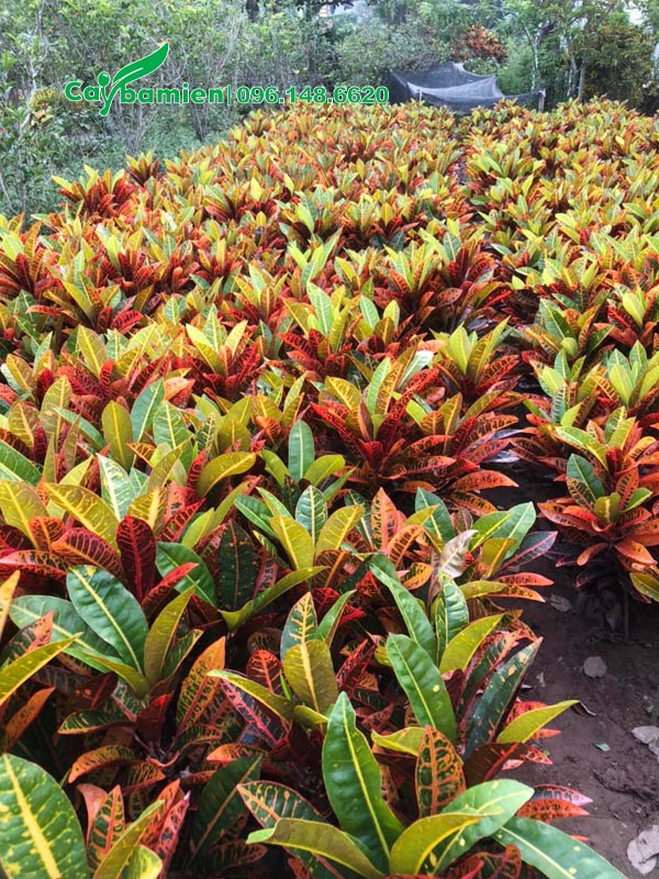 Vườn cây cô tòng đẹp, chiều cao đồng điều từ 45 - 55cm